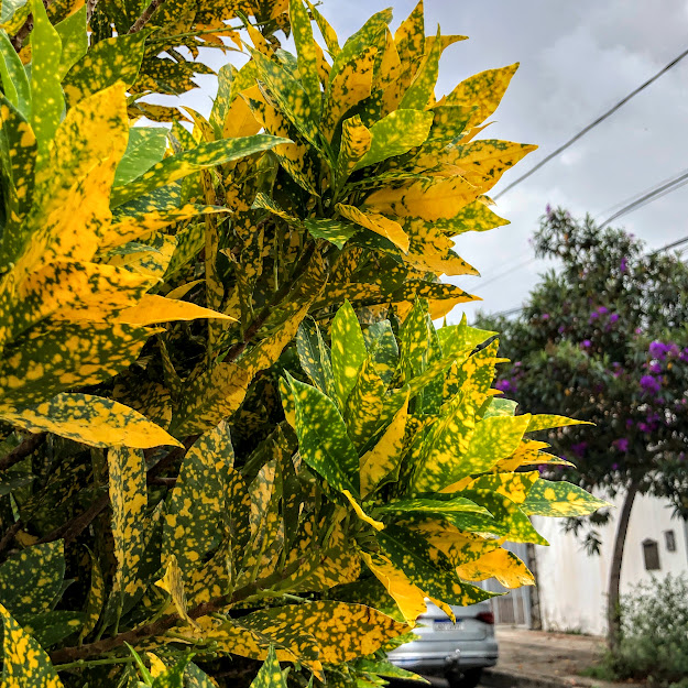 folhagem do cróton.