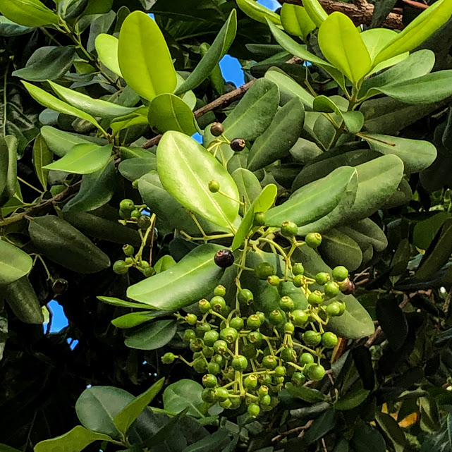 Frutos da pimenta-da-jamaica.