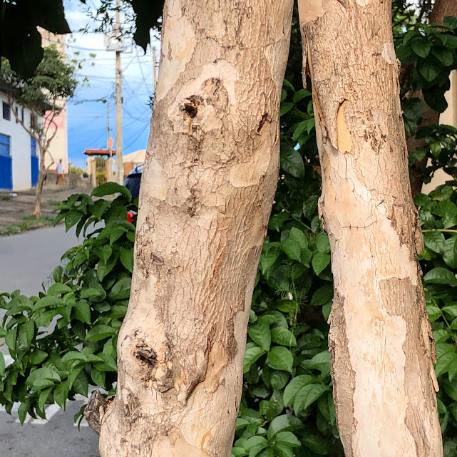 Detalhe do tronco da pimenta-da-jamaica.