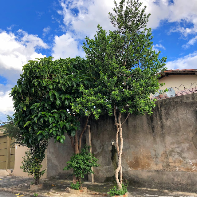 Árvore de pimenta-da-jamaica.