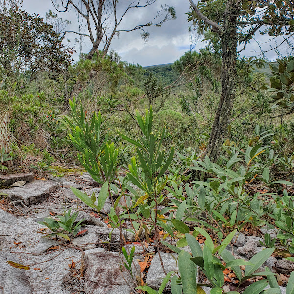 Phyllanthus klotzschianus em área de campo rupestre.