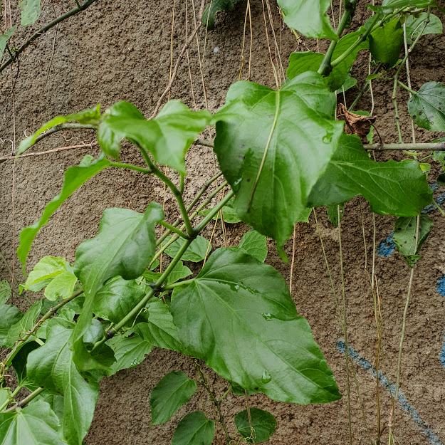 Folhagem da uva-do-mato.