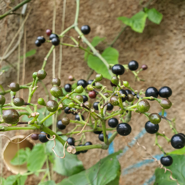 Frutos da uva-do-mato.