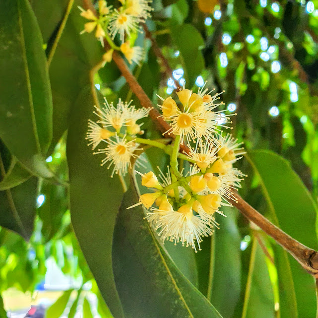 Flores do jambolão.