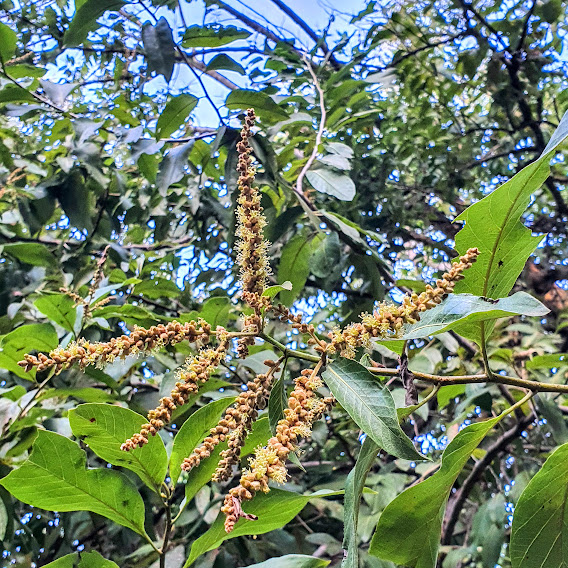 Folhas e inflorescências do cróton.