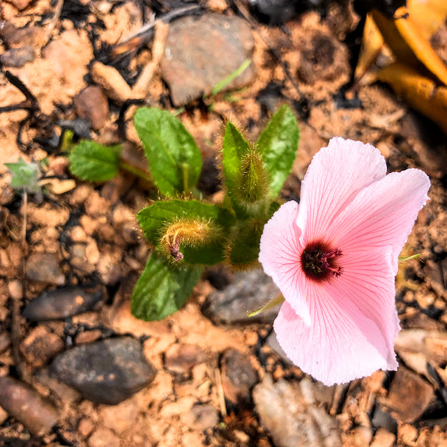 Flor do quiabinho-do-campo.