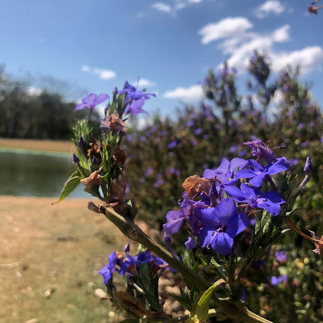 Flores da salva-azul.