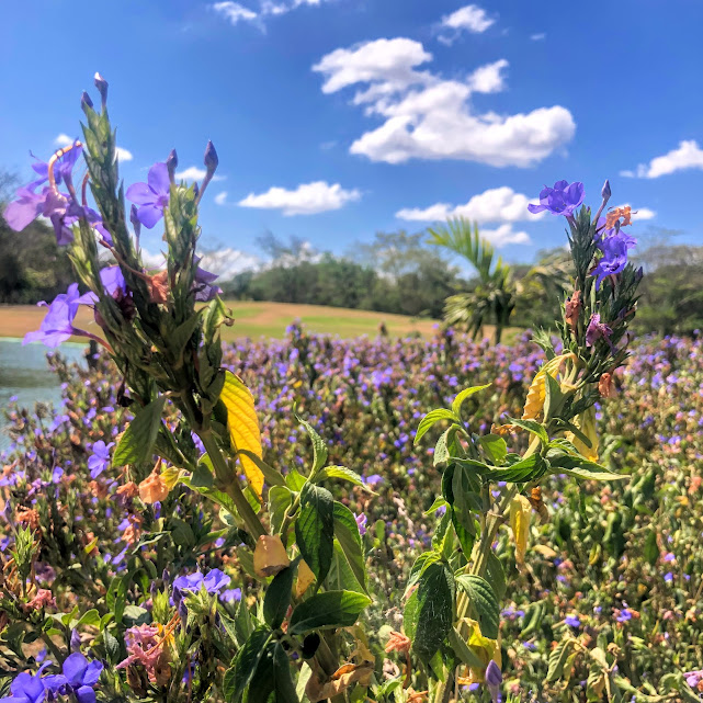 Flores da salva-azul.