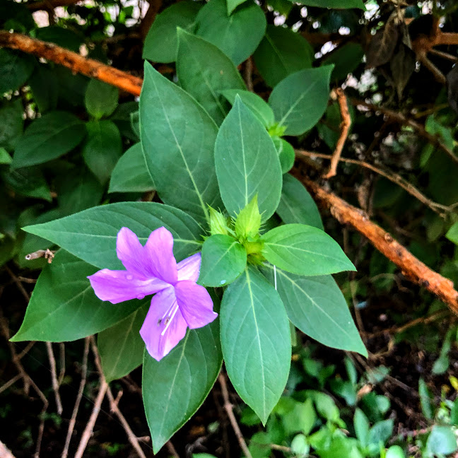 Folhas e flores da violeta-filipina.