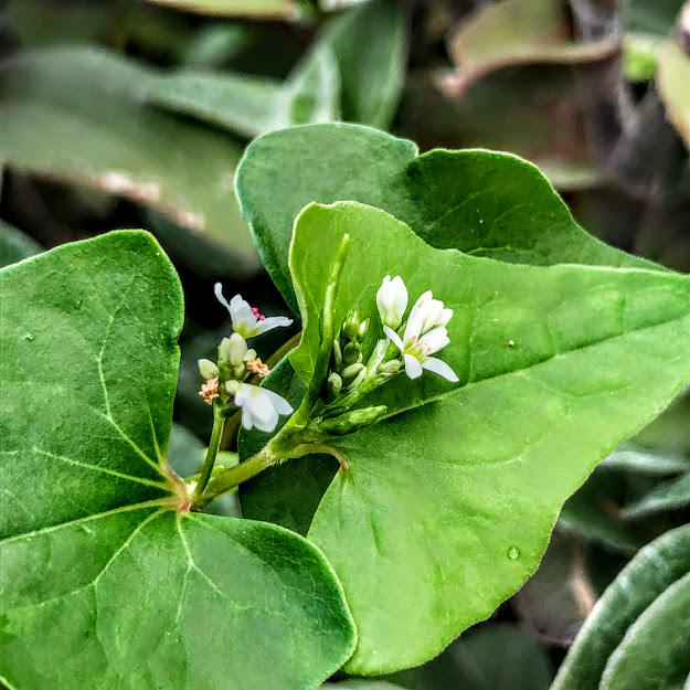 Flores do mourisco.