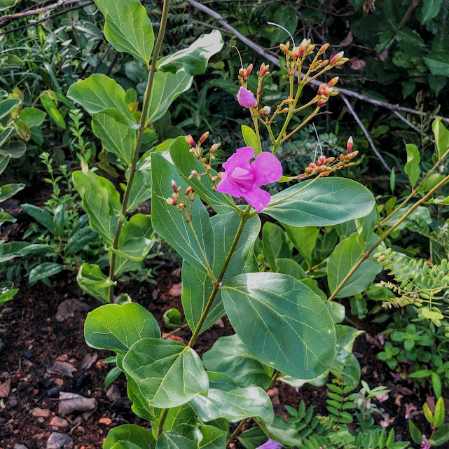 Folhas e flores do cipó-una.