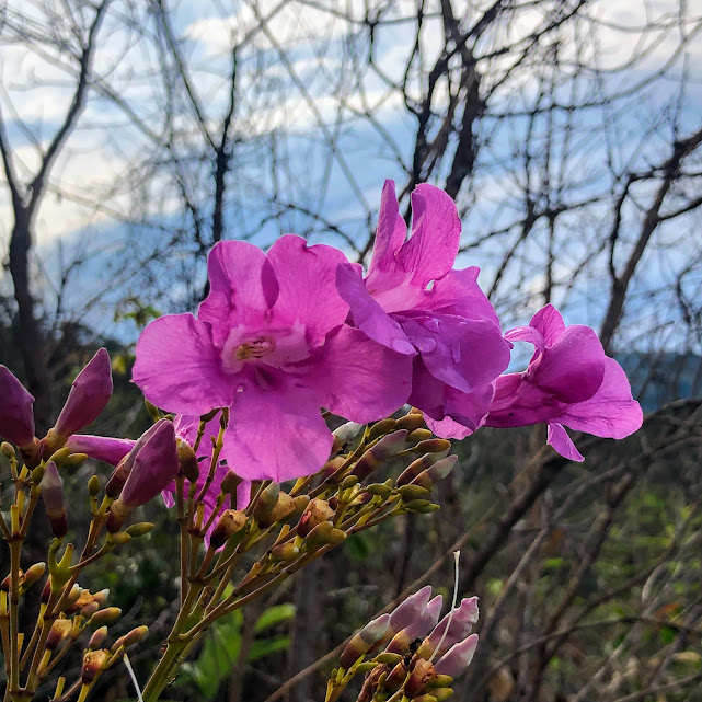 Flores do cipó-una.