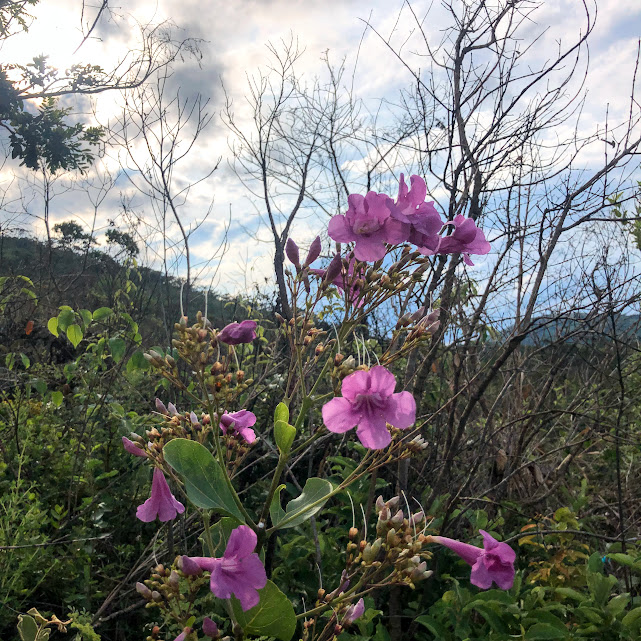 Inflorescências do cipó-una.