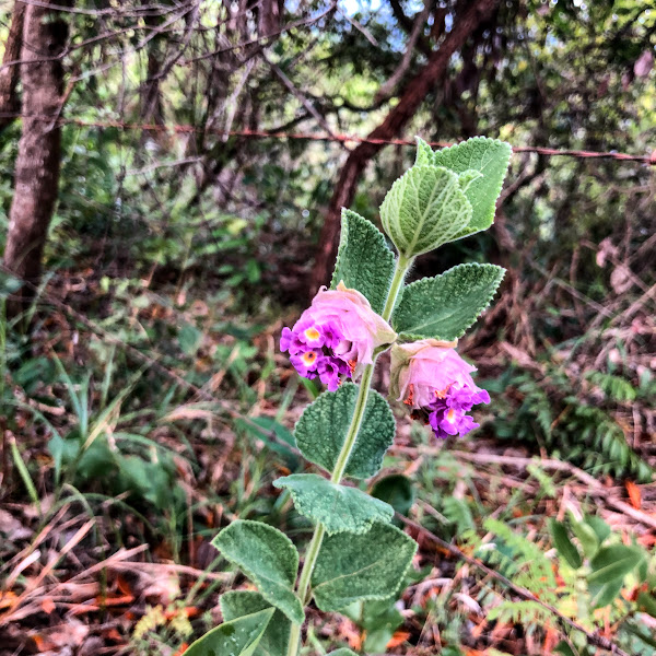 Alecrim-do-cerrado em área florestal.