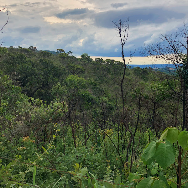 Monitoramento de incêndio florestal