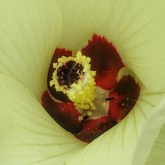 Interior da flor do quiabo.