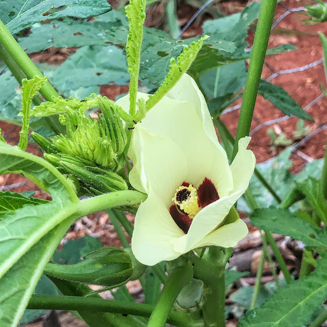 Flor do quiabo.