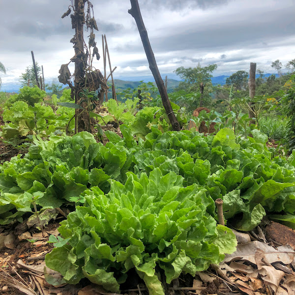 Escarolas plantadas em área aberta da RPPN Colina dos Tucanos - RMBH. Foto em 01/01/2024.