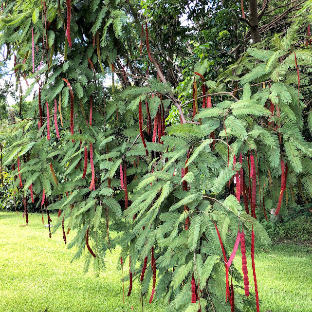 Copa do angico-do-morro com frutos.