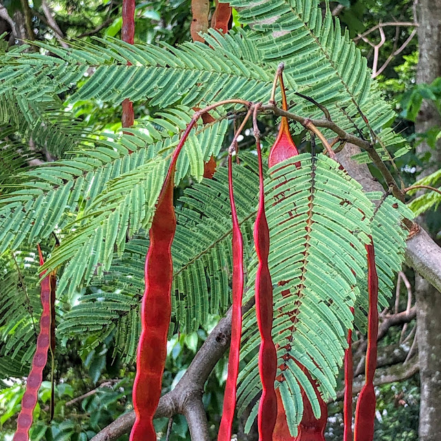 Folhas e frutos do angico-do-morro.