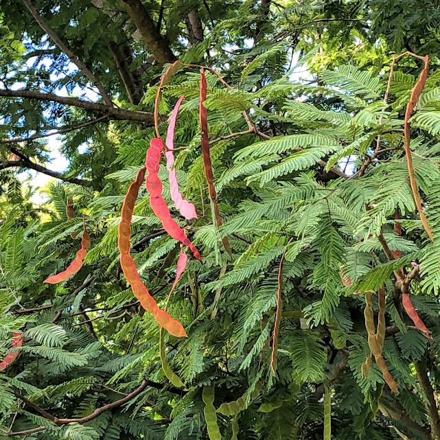 Frutos do angico-branco.