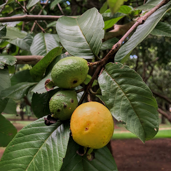 Frutos da goiabeira.