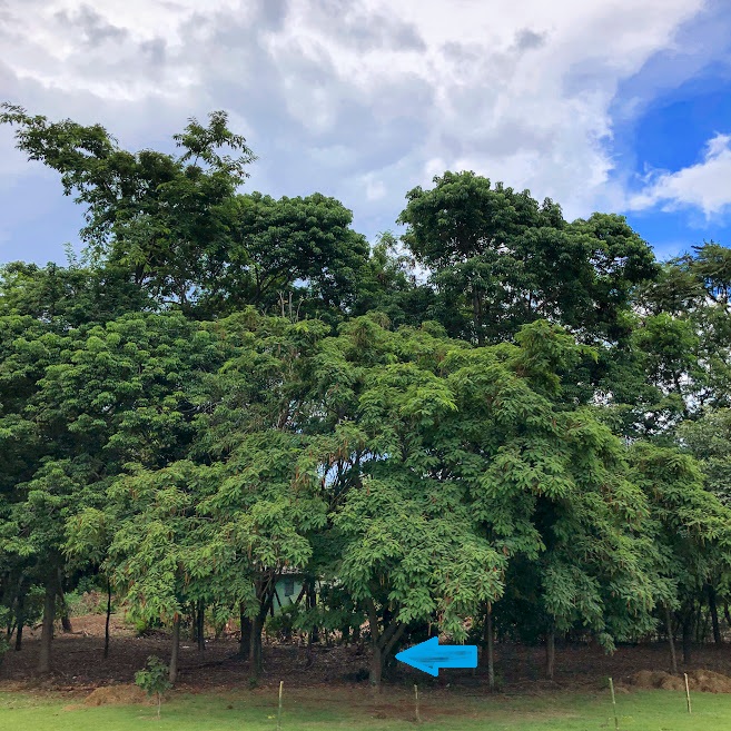 Angico-branco em borda florestal.