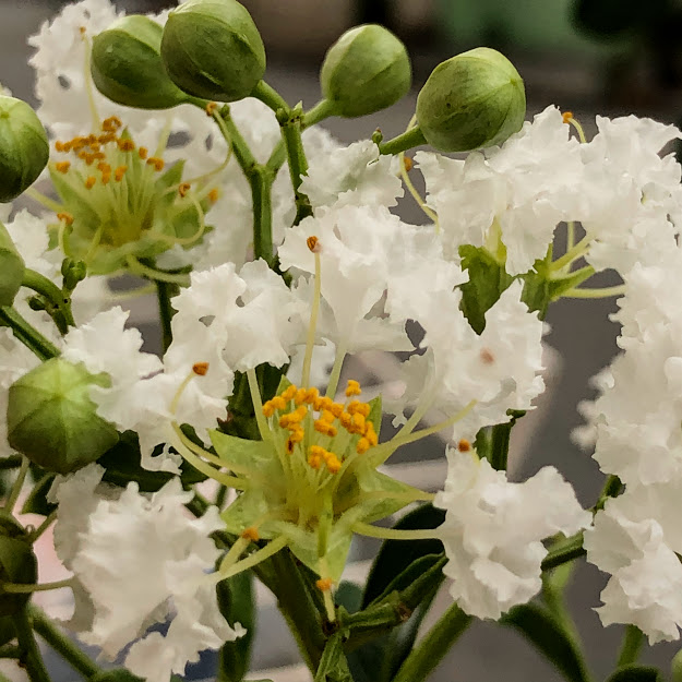 Flor da escumilha.