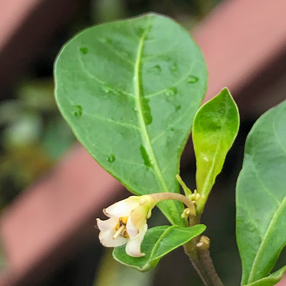 Flor da erva-moura-de-duas-folhas.