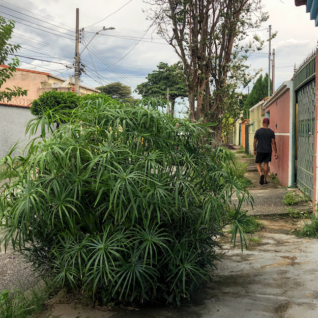 Planta umbela em rua.