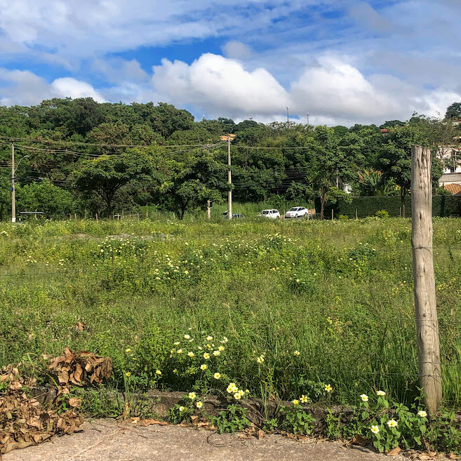 Maciço espontâneo de flores-do-guarujá.