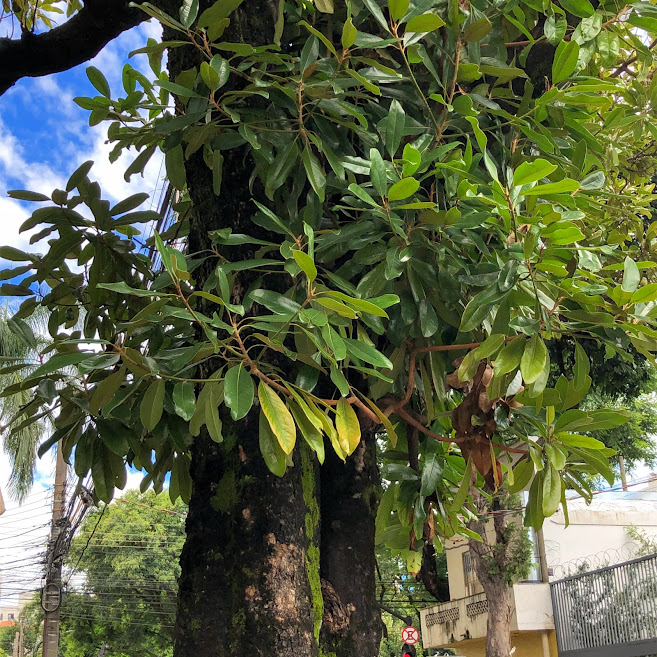 Tronco e da folhagem da magnólia-branca.