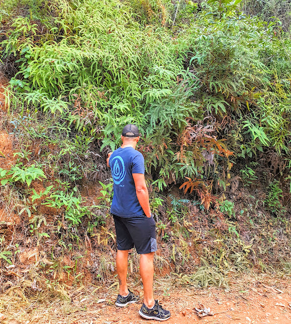Maciço de samambaias-de-barranco em borda florestal na RPPN Colina dos Tucanos - Sabará - MG. 12/06/2021