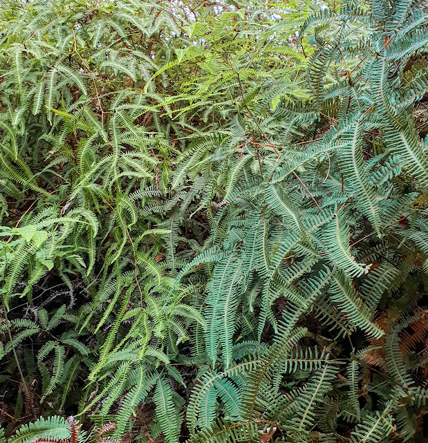 Frondes e folhas da samambaia-de-barranco.