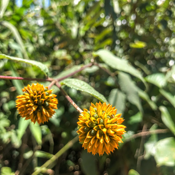 Inflorescências e princípio de formação dos frutos da margaridinha-de-fruta.