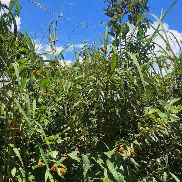 Margaridinha-de-fruta.