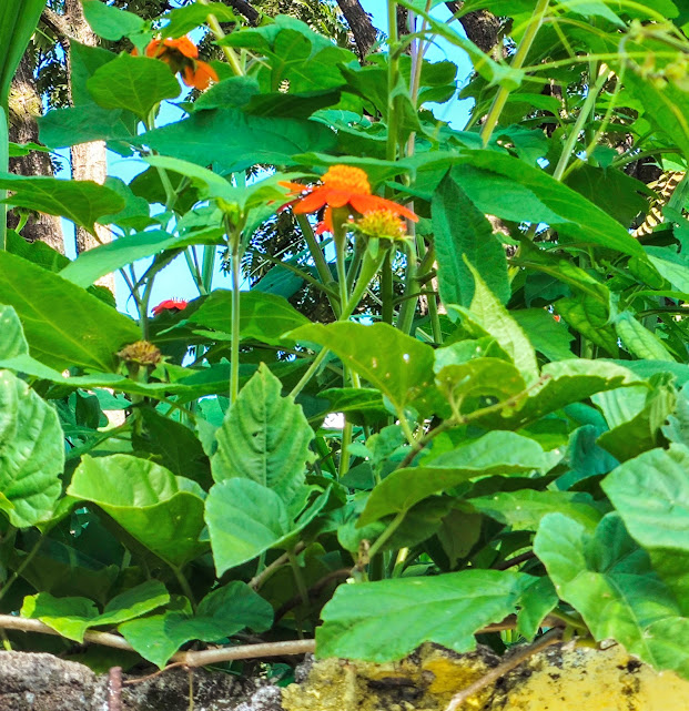 Folhas e flores da margarida-mexicana.