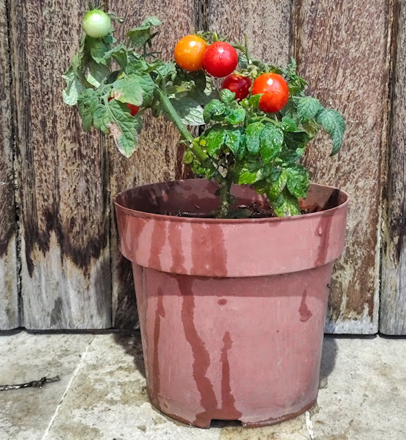 Tomate-cereja em vaso.