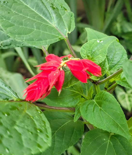 Sangue de adão (Salvia splendens)