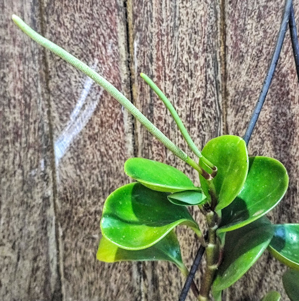 Peperômia (Peperomia obtusifolia) Inflorescência na peperômia.