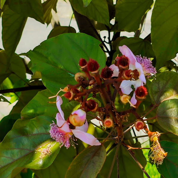 Flores do urucum.