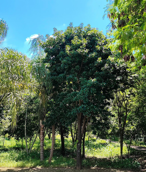 Abricó-de-macaco.