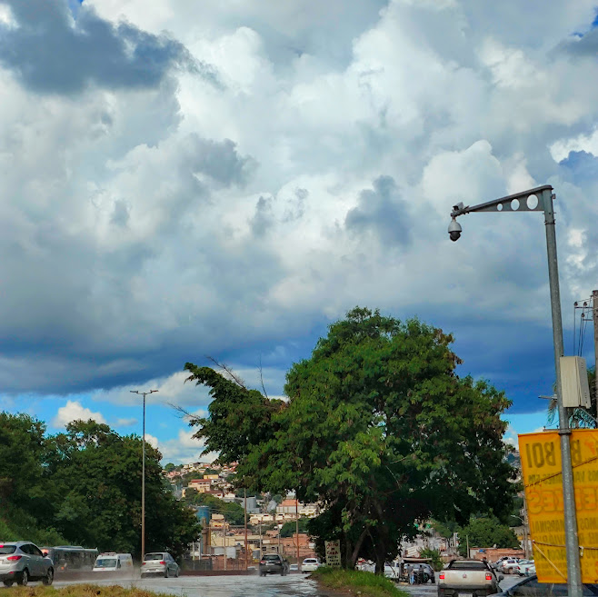 Leucena isolada no Anel Rodoviário, na altura do bairro Goiânia, em BH. 24/02/2024.