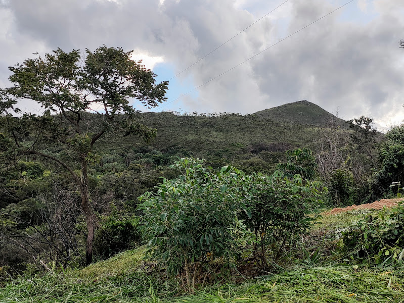 Maciço de mandiocas.