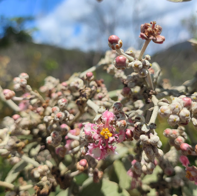 Flores do abiu-da-várzea.