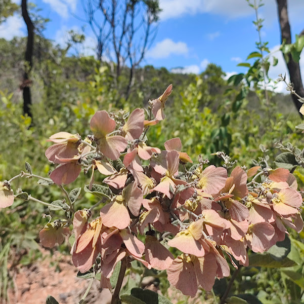 Frutos do abiu-da-várzea.