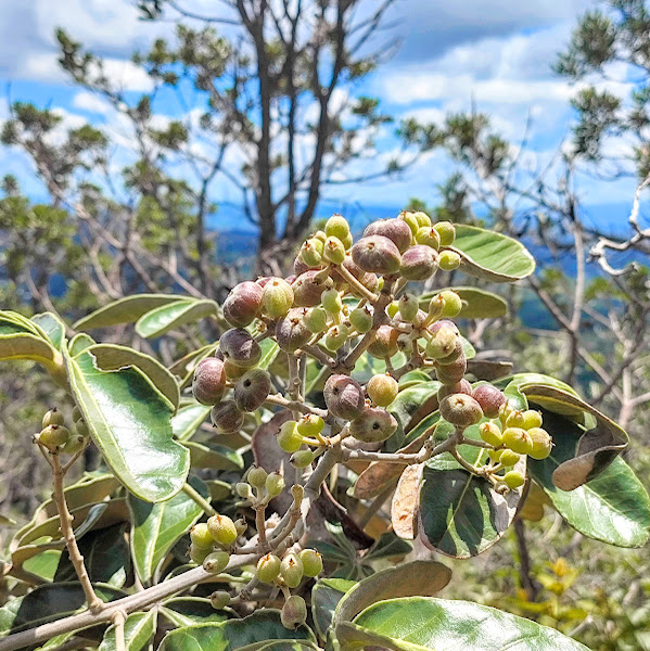 Frutos do mandioqueiro-do-cerrado.