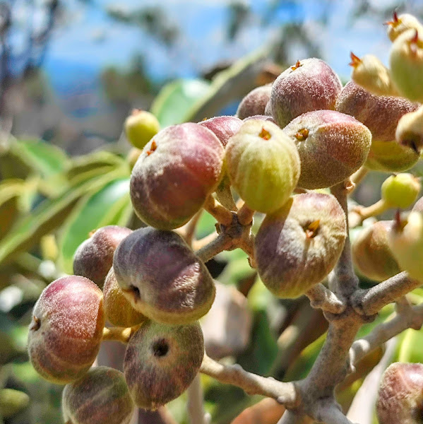 Frutos do mandioqueiro-do-cerrado.