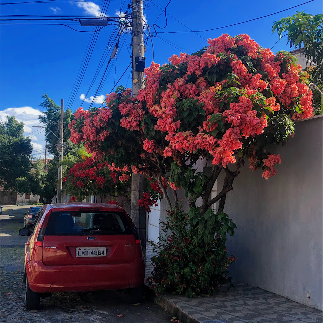 Mussaenda-rosa bastante florida.