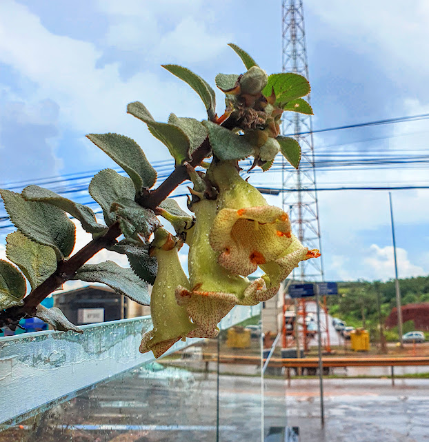 Flores da trombeta-das-pedras.